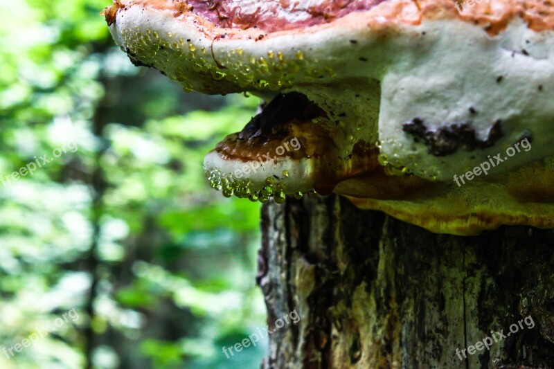 Tree Fungus Drip Drop Of Water Forest Tree