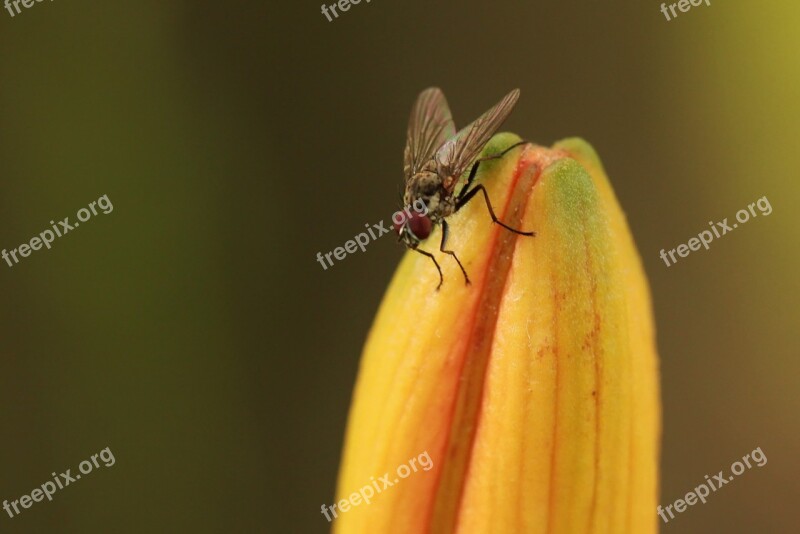 Fly Insect Close Up Animal Nature