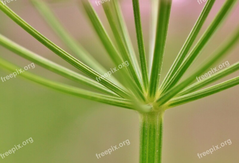 Screen Stalk Plant Nature Flora