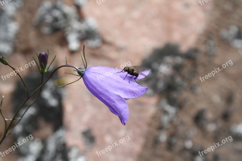 Flower Nature Bellflower Blue Pointed Flower