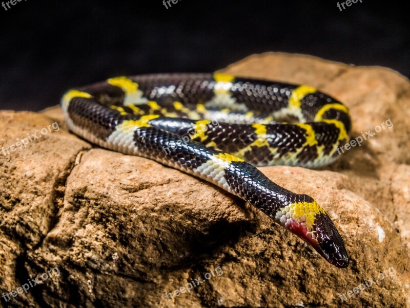 Snake Young Snake Black Yellow Non Toxic Reptile