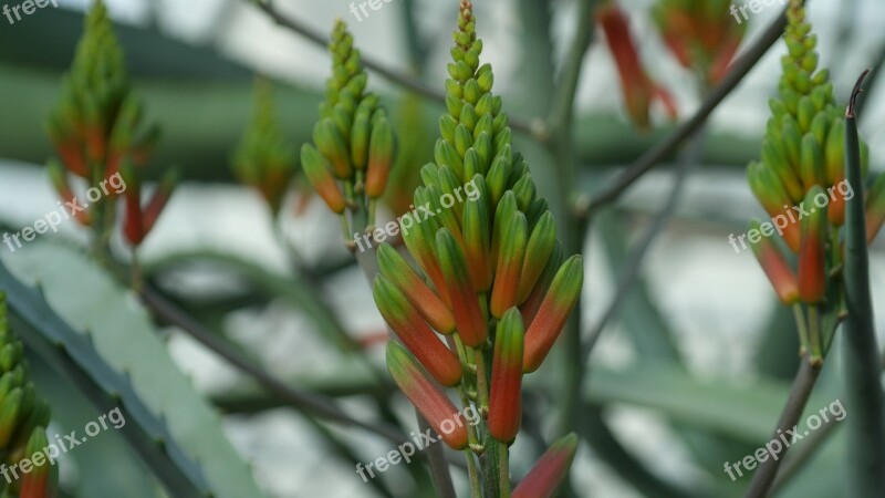 Cactus Blossom Bloom Flowers Prickly