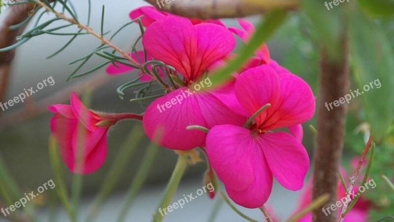 Geranium Pink Flower Blossom Bloom