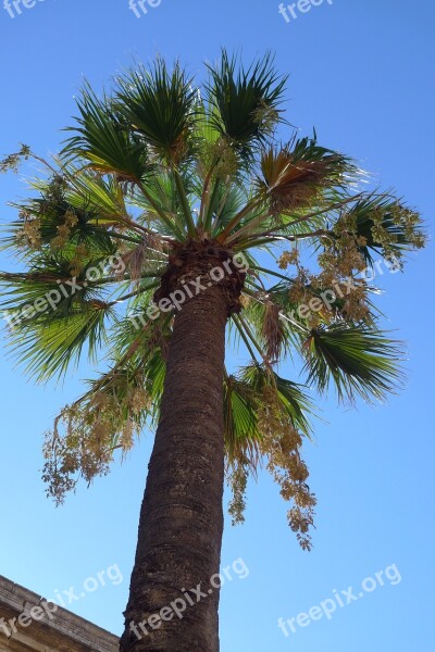 Palm Blossom Bloom Flower Fullness Nature