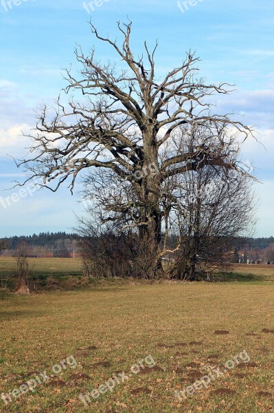 Tree Individually Old Aesthetic Branches