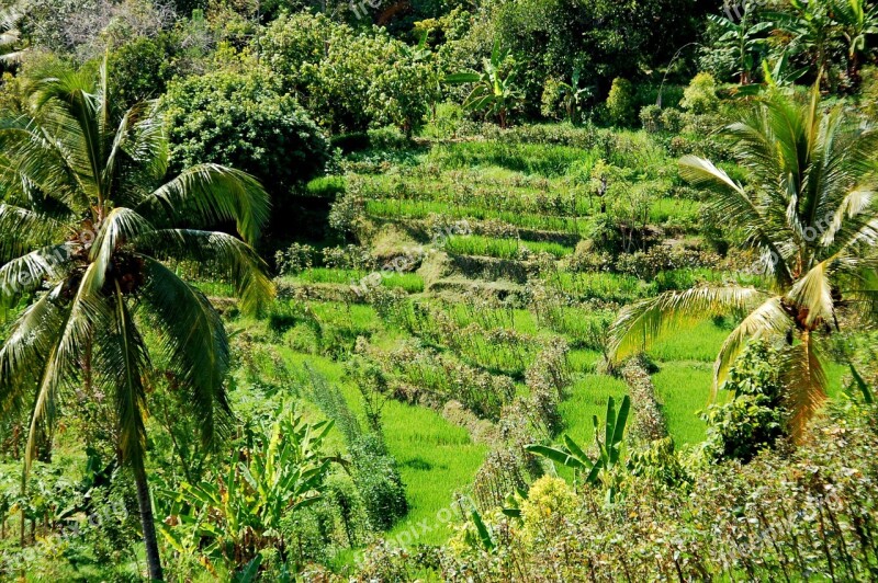 Rice Fields Bali Travel Free Photos