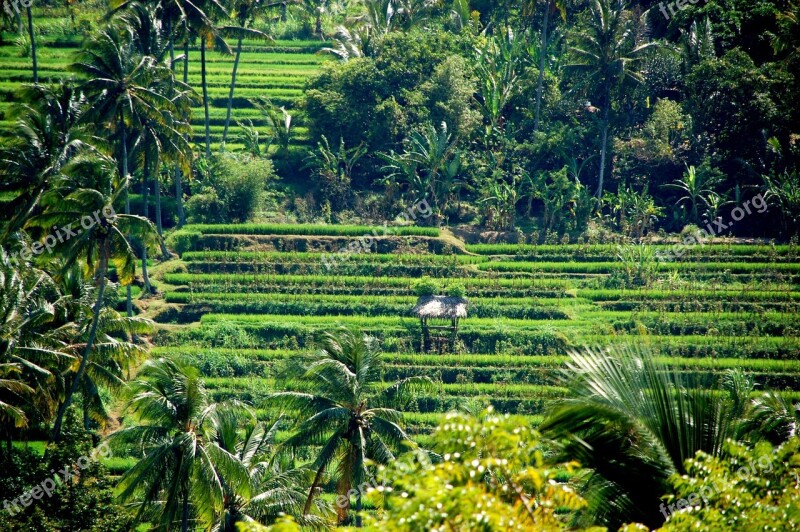 Rice Fields Nature Bali Free Photos