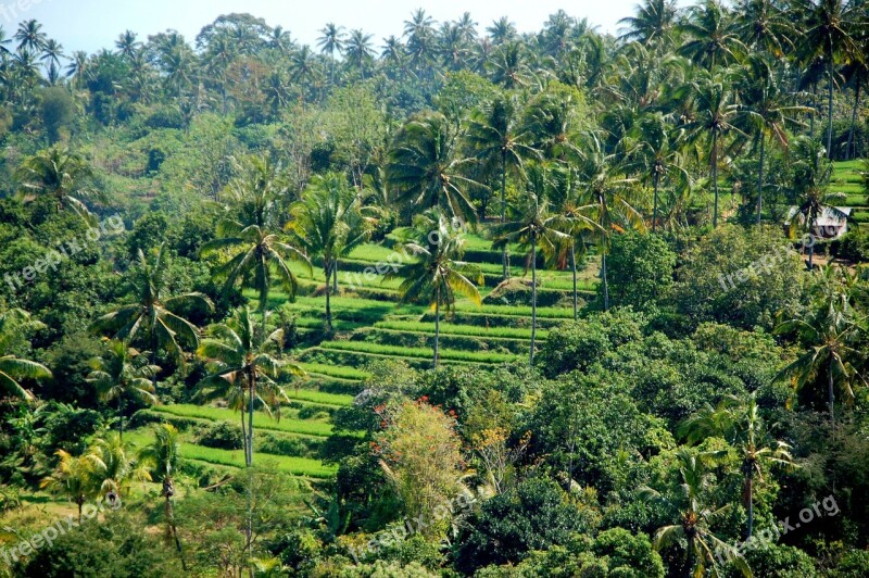 Rice Fields Bali Travel Free Photos