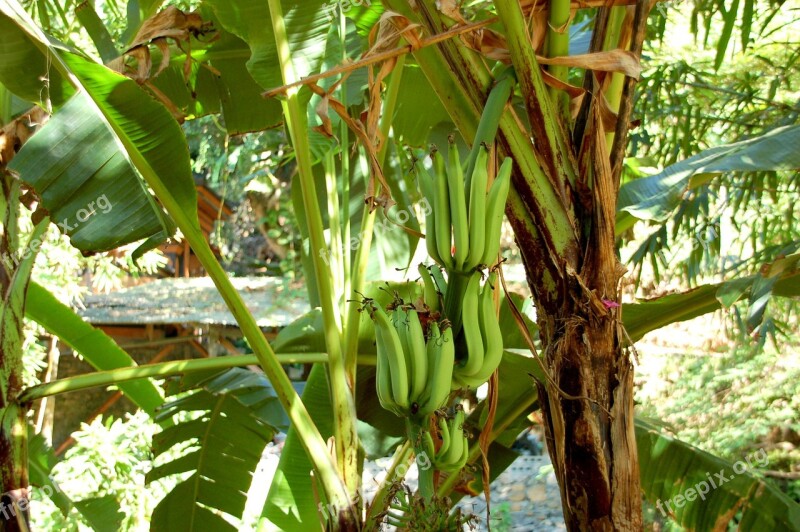 Bananas Bali Nature Fruit Free Photos