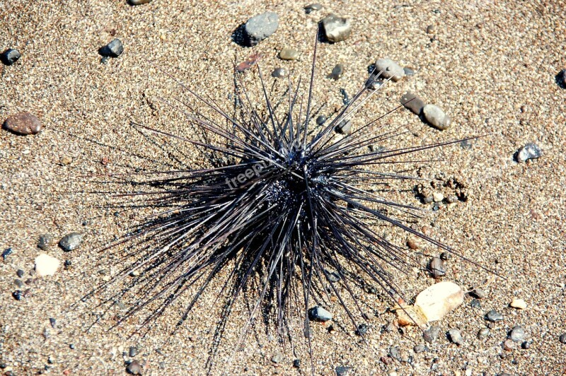 Sea Urchin Bali Sea Animals Free Photos