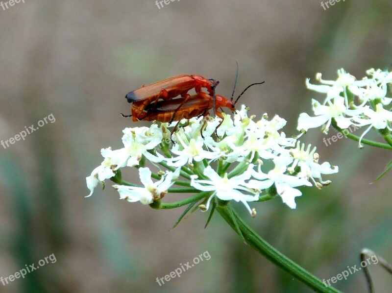 Red Weichkäfer Soldier Beetle Beetle Insect Reproduction