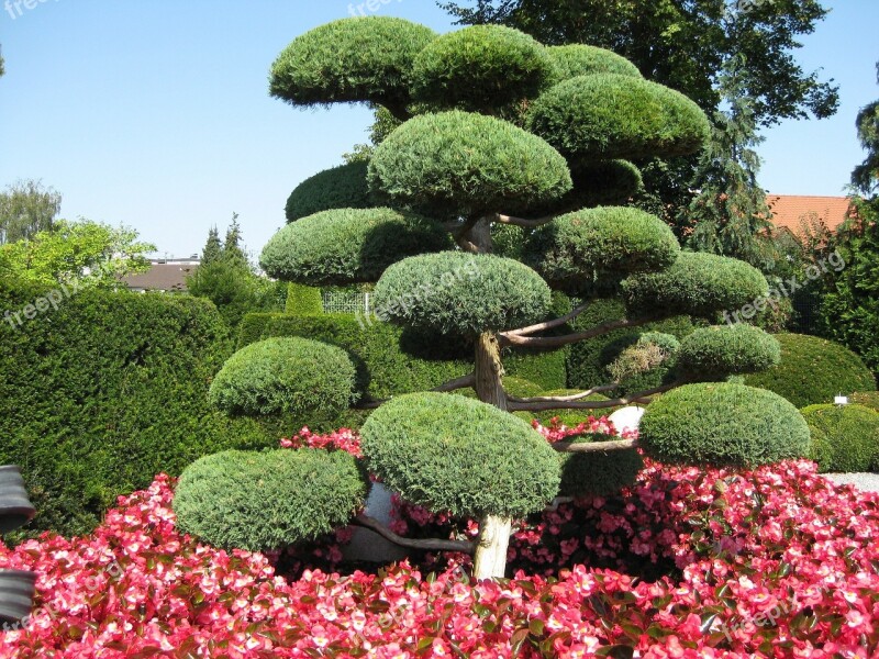 Japanese Garden Green Tree Bushes Spring