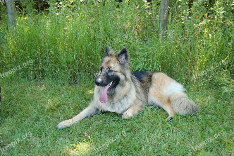 German Shepherd Dog Pet Animal Free Photos