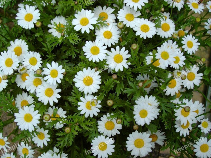 Daisies White Flower Plant Free Photos