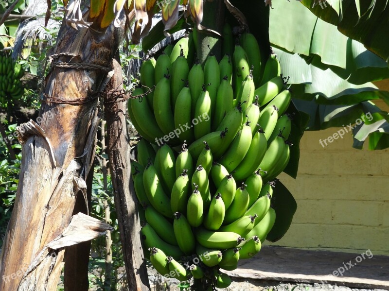 Bananas Fruit Bunch Banana Tree Green