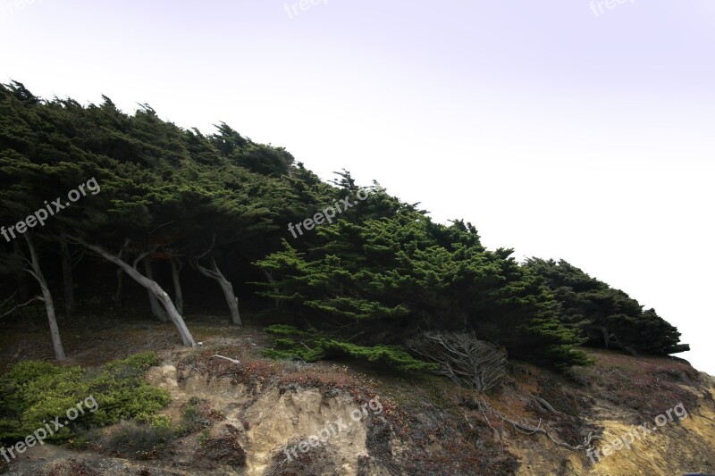 Cypress Wind Trees Cliff Hill