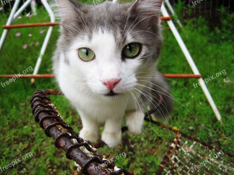 Cat Pet Green Eyes Ragdoll Cat White