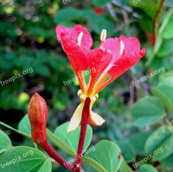 Pride Of The Cape Flower Bauhinia Red Bright