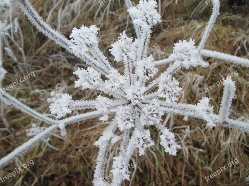 Ice Flowers Eiskristalle Cold Free Photos