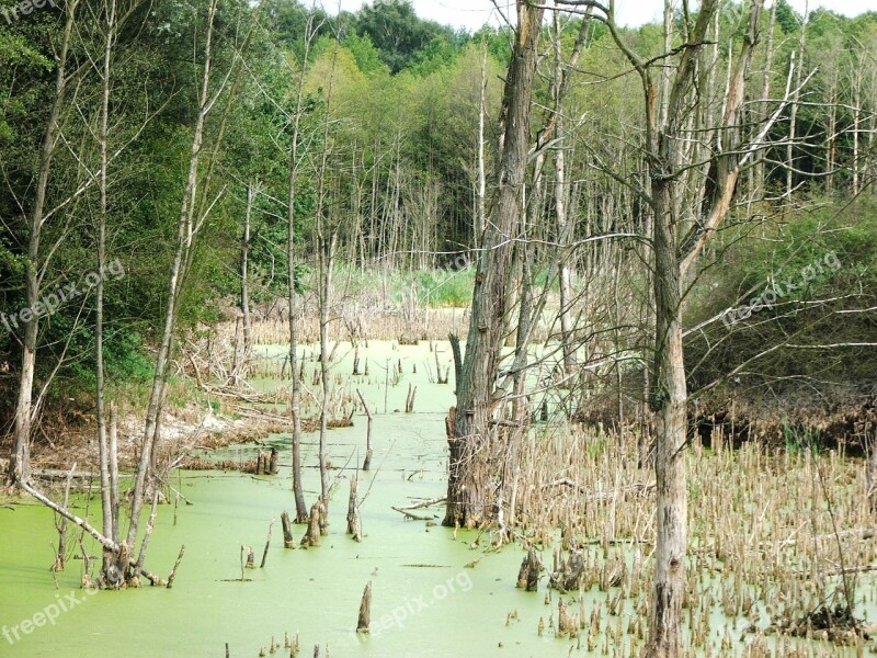 Nature Forest Marsh Free Photos