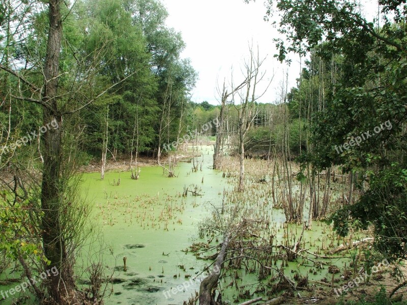 Nature Forest Marsh Free Photos