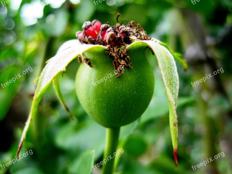 Rose Hip Hip Wild Brier Rose Apple Red