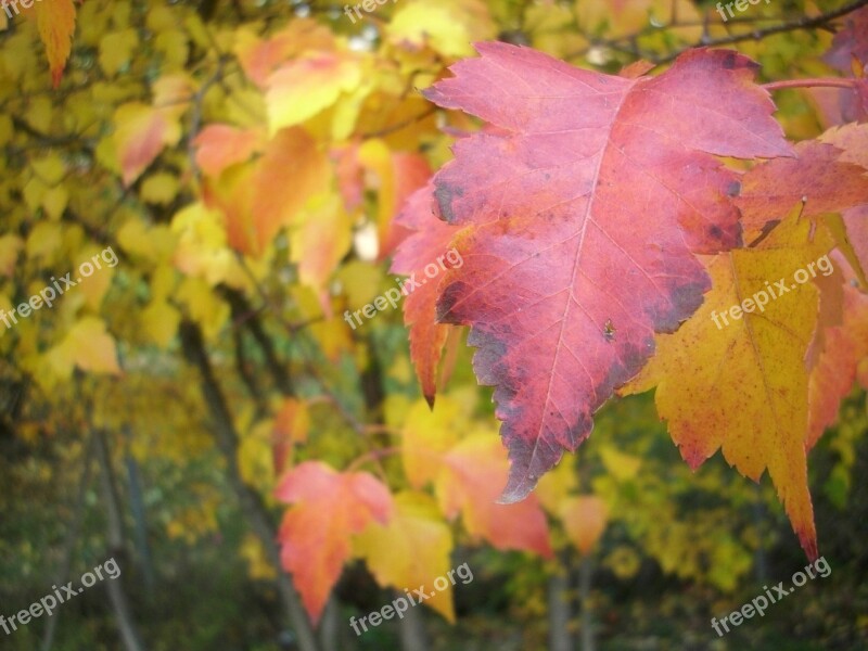 Leaf Fall Colorful Red Nature