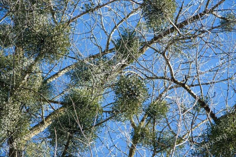 Poplar Tree Mistletoe Nature Conservation Nature Parasite