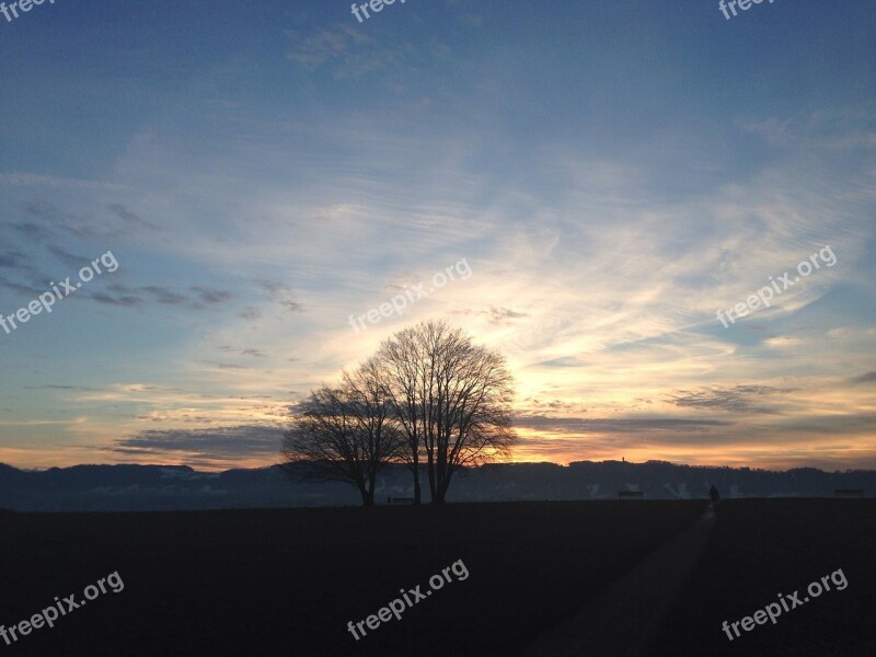 Tree Sky Sunset Zollikon Switzerland