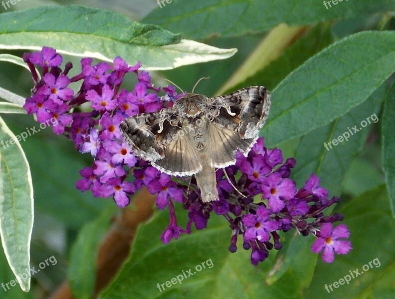 Gamma Owl Butterfly Noctuinae Stubs Summer Lilac Buddleja Davidii