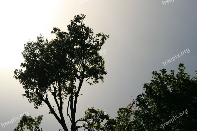 Tree Tall Green Sky Grey