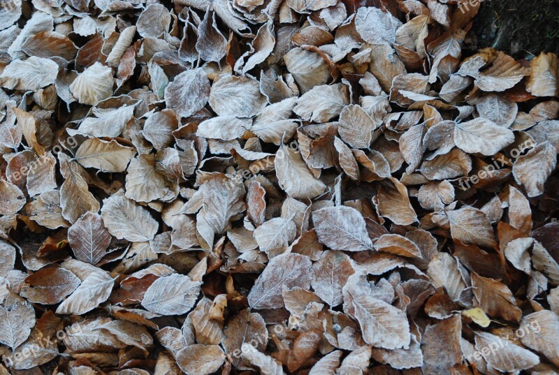 Leaves Forest Winter Frost Icy