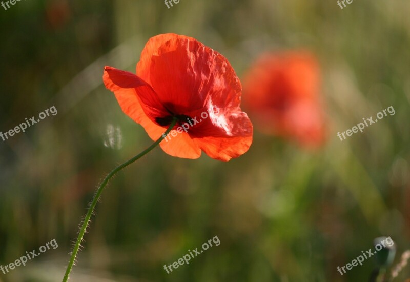 Poppy Flower Nature Red Poppy Free Photos