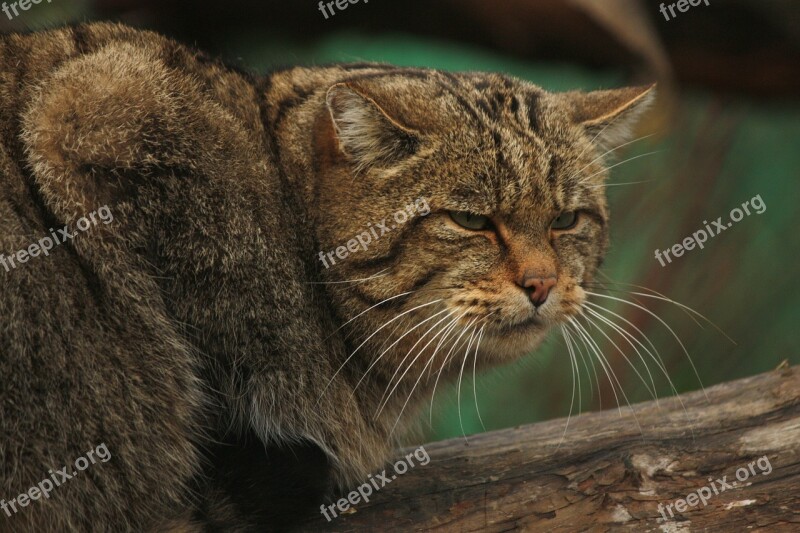 Wildcat Cat Animal Nature Free Photos