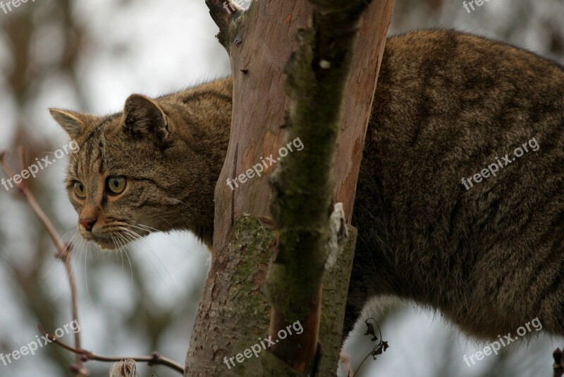 Wildcat Cat Animal Nature Free Photos