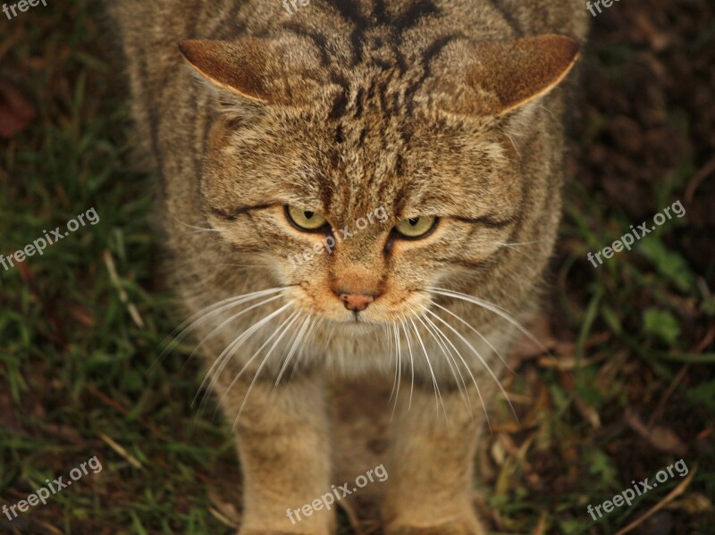 Wildcat Cat Animal Nature Free Photos