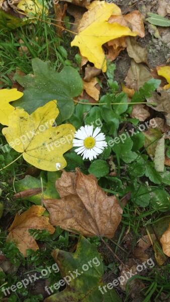 Daisy Leaves Nature Flower Blossom