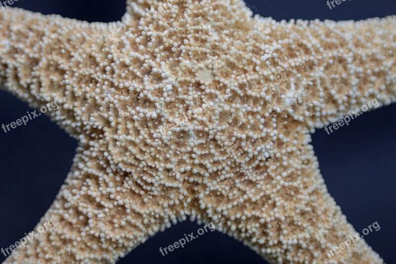 Starfish Marine Life Macro Free Photos