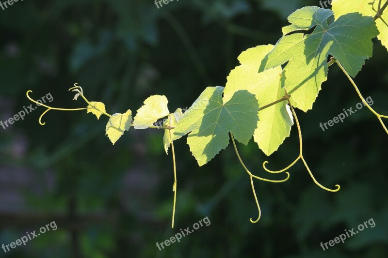 Grapevine Vine Branch Leaves Tendrils