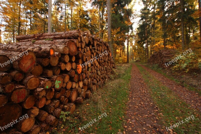 Holzstapel Like Trees Timber Industry Forest Forest Path