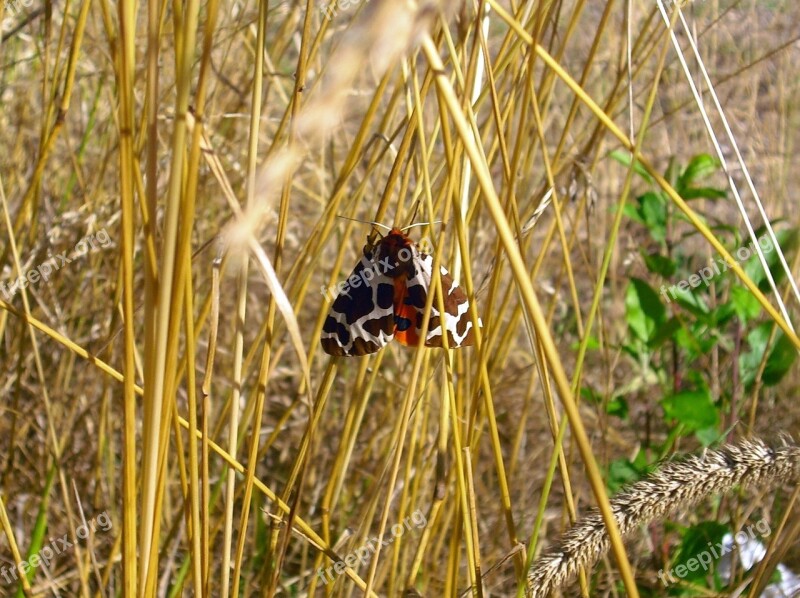 Butterfly Brown Bear Moth Insect Flight Insect