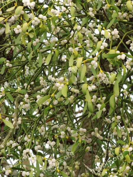 Mistletoe Parasite Mistletoe Berries Plant Medicinal Plant