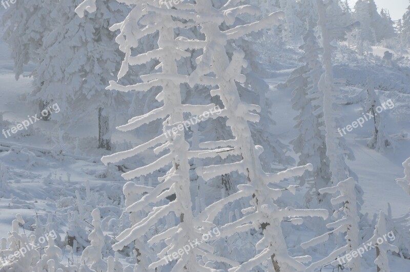 Winter Snow Frost Mountains Forest