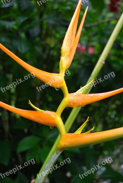 Bird Of Paradise Flower Strelitzia Reginae Nature Spring