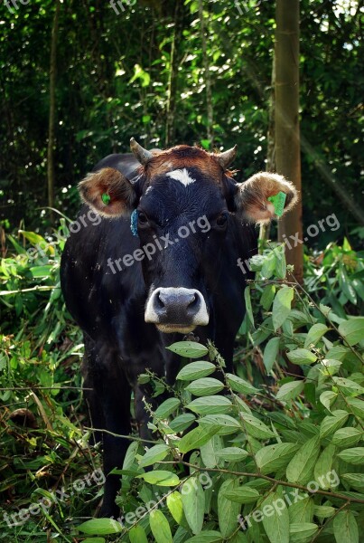 Cow Toro Horns Nature Livestock