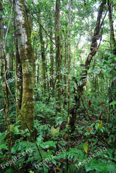 Jungle Ecuador Nature Green Beauty