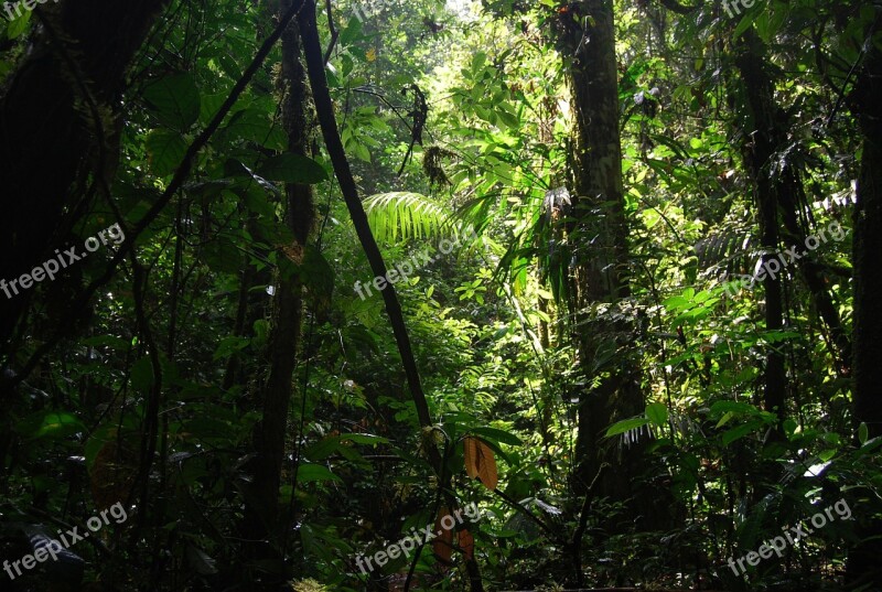 Jungle Ecuador Nature Green Beauty