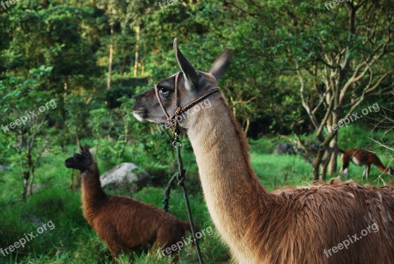 Flame Animal Mammal Ecuador Wool