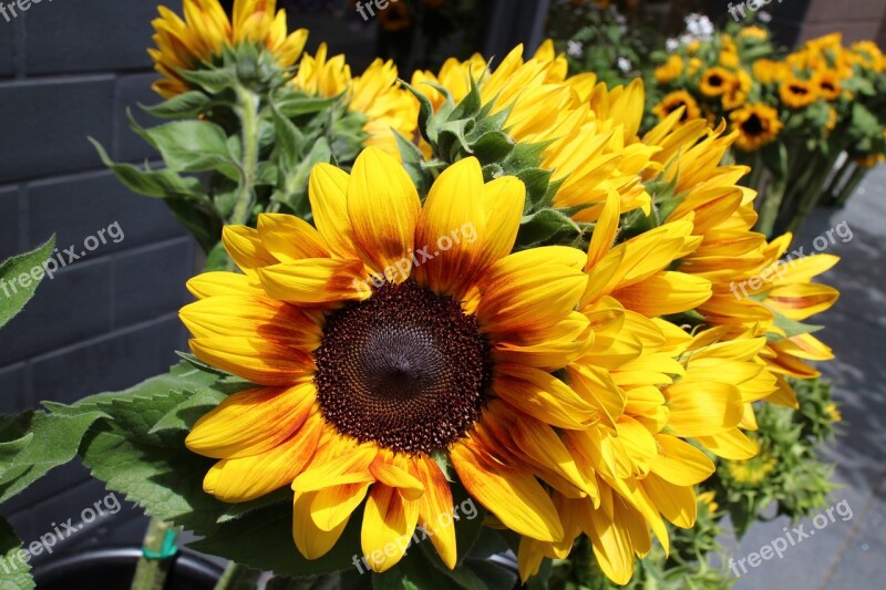 Sunflowers Plant Nature Yellow Flora