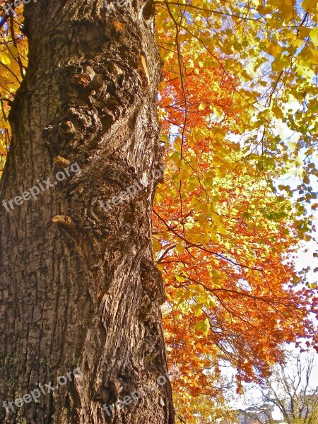 Tree Tribe Autumn Leaves Orange Yellow